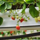 유봉농장 이미지