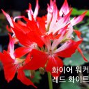 화이어 이미지