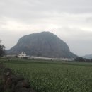 꽃동산떡집 | 서귀포 가볼만한곳 10곳 제주도 서귀포 여행코스