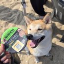 강릉 반려견을 위한 행사 &#39;해양레저 펫가족 힐링 페스티벌&#39; 보리도 다녀왔어요!