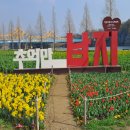 낙동강 유채단지 이미지