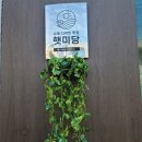 햇미당