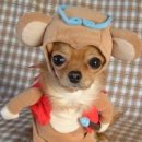 귀여운강아지 이미지