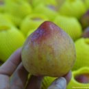 옥이네농장 이미지