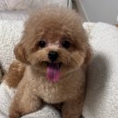 꼬망망