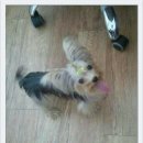 송하동물병원 이미지