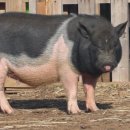 저팔계농장 이미지