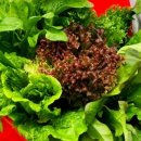 오늘샌드위치 이미지