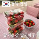 나라네농장 | 안성 평택 딸기체험, 딸기나라 딸기농장 방문후기! 아이와가볼만한곳