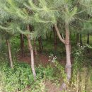 용안경로당 이미지