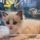 도그마루 강아지 고양이 부산점 | 도그마루 강아지고양이 부산점에서 직접 경험한 부산고양이분양!