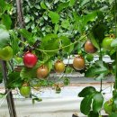 농군농장 이미지