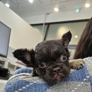 수원고양이분양 드림캣 안심분양센터 이미지