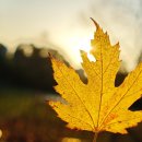 나무이야기 이미지