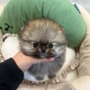 천안 강아지분양 고양이분양 파밀리에드마스코타 신불당본점 | 백석동강아지무료분양 빠삐용