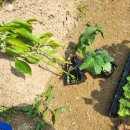 장기농약사 이미지