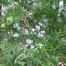 측백나무, 편백나무, 주니퍼(Juniper, 노간주나무) 이미지