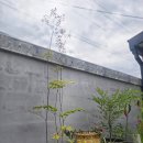 스테이치목 이미지