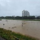 나성동_다정교 이미지