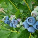 쌍치블루베리 이미지