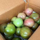 반딧불청과 이미지