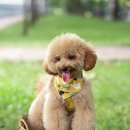 까망댕댕 이미지