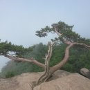 7월 15일(수) 전남 장성 축령산 자연 휴양림 힐링산행 안내 및 예약(8시출발) 이미지