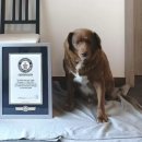 (주)산강아지 이미지