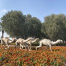 코코 스타디움 | [여행/UAE] 두바이 9박 10일 여행(5일차) : 낙타 경주(카멜 레이싱) &amp; 글로벌 빌리지 - 두바이 DCRC...