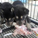 502 KENNEL 이미지