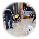 멍필드 | 주말 스타필드 나들이 🐶 포메라니안 코코와 멍템 팔레트 핸즈프리 리드줄 2.5m 사용 후기