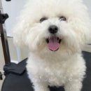 루루펫살롱 네이버블로그
