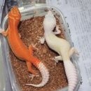 와이엔케이렙타일