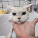 언제나고양이 네이버블로그