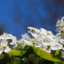 봉개초등학교 수목 목록 이미지