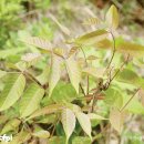 파로호생태마을 이미지