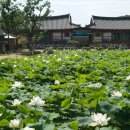 연꽃목장 이미지