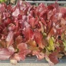 파주종묘농약사 이미지