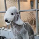 달이네애견미용실 이미지