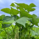 얼룩이농장 이미지