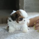 구산동 강아지 이미지