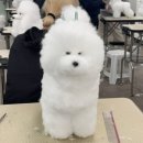 에이스애견미용학원 이미지