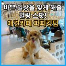 힐링퍼피 이미지