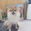 프로펫 애견 미용실 이미지