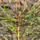 잣나무향기 | 소나무가 무성하면 잣나무가 기뻐한다