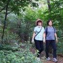 550회 마포걷기 8월27일 (화)는 매봉산둘레길~ 상암산 근린공원을 걸었습니다. 이미지