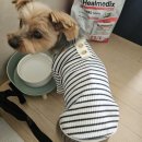 티아라펫 이미지