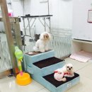 강아지의 품격 이미지