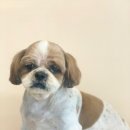 도그허니 이미지