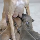 퍼피 비비드(puppy vivid) | [PRECIOUS PUPPY] 블루,크림 이탈리안그레이하운드 분양 안내